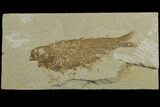 Bargain, 3.9" Fossil Fish (Knightia) - Green River Formation - #183170-1